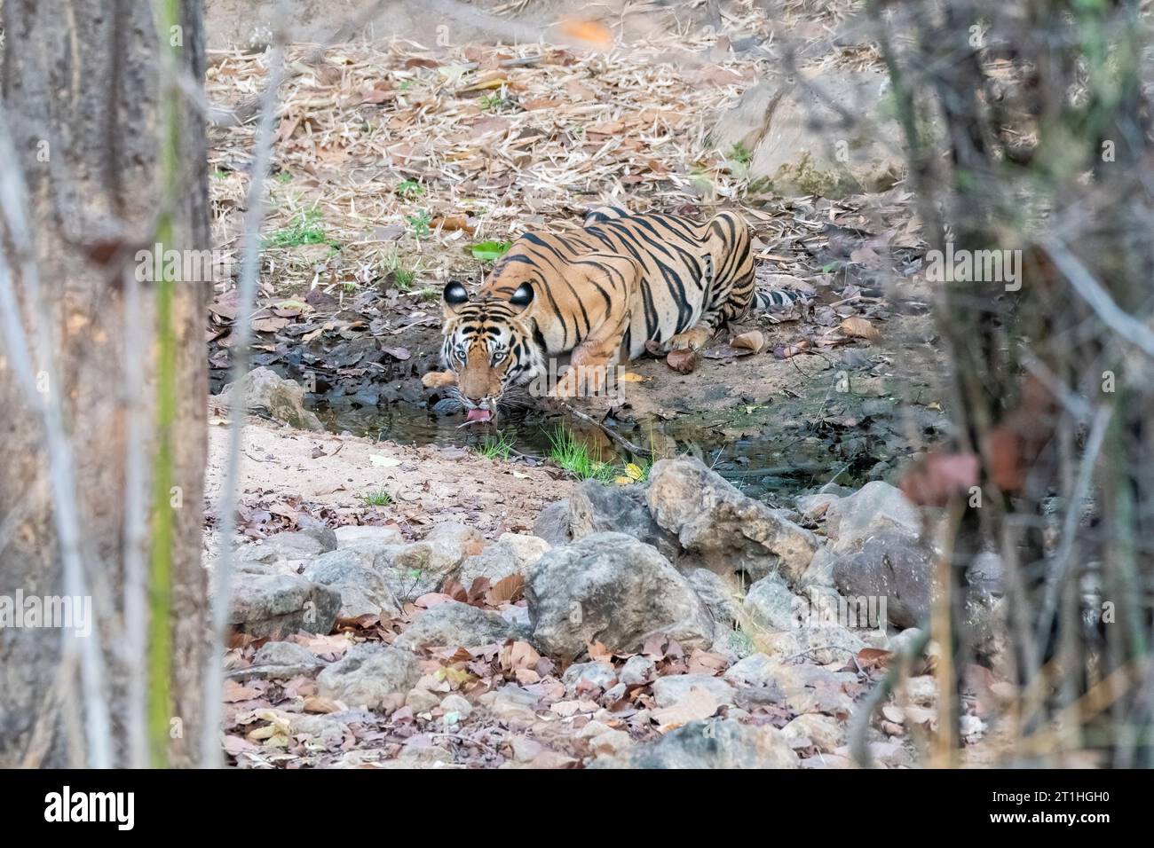 Un tigre subadulte buvant de l'eau d'un petit ruisseau à l'ombre de l'arbre par une chaude après-midi d'été à l'intérieur de Bandhavgarh Tiger Reserve pendant safar Banque D'Images