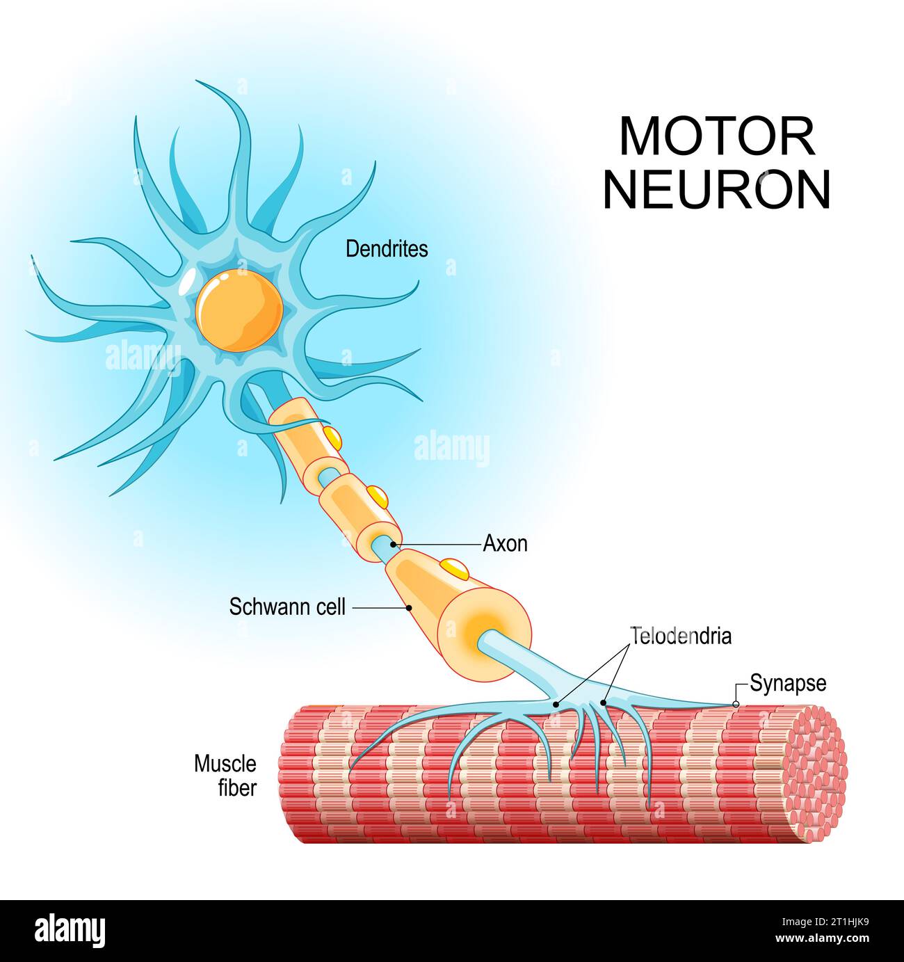 motoneurone. Structure et anatomie d'un neurone efférent. Gros plan d'une fibre musculaire, et motoneuron avec dendrites, Synapse, Telodendria, Axon, Schwa Illustration de Vecteur