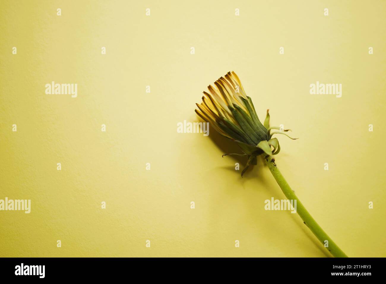 Fleur de pissenlit jaune fermée sur une table jaune. Banque D'Images