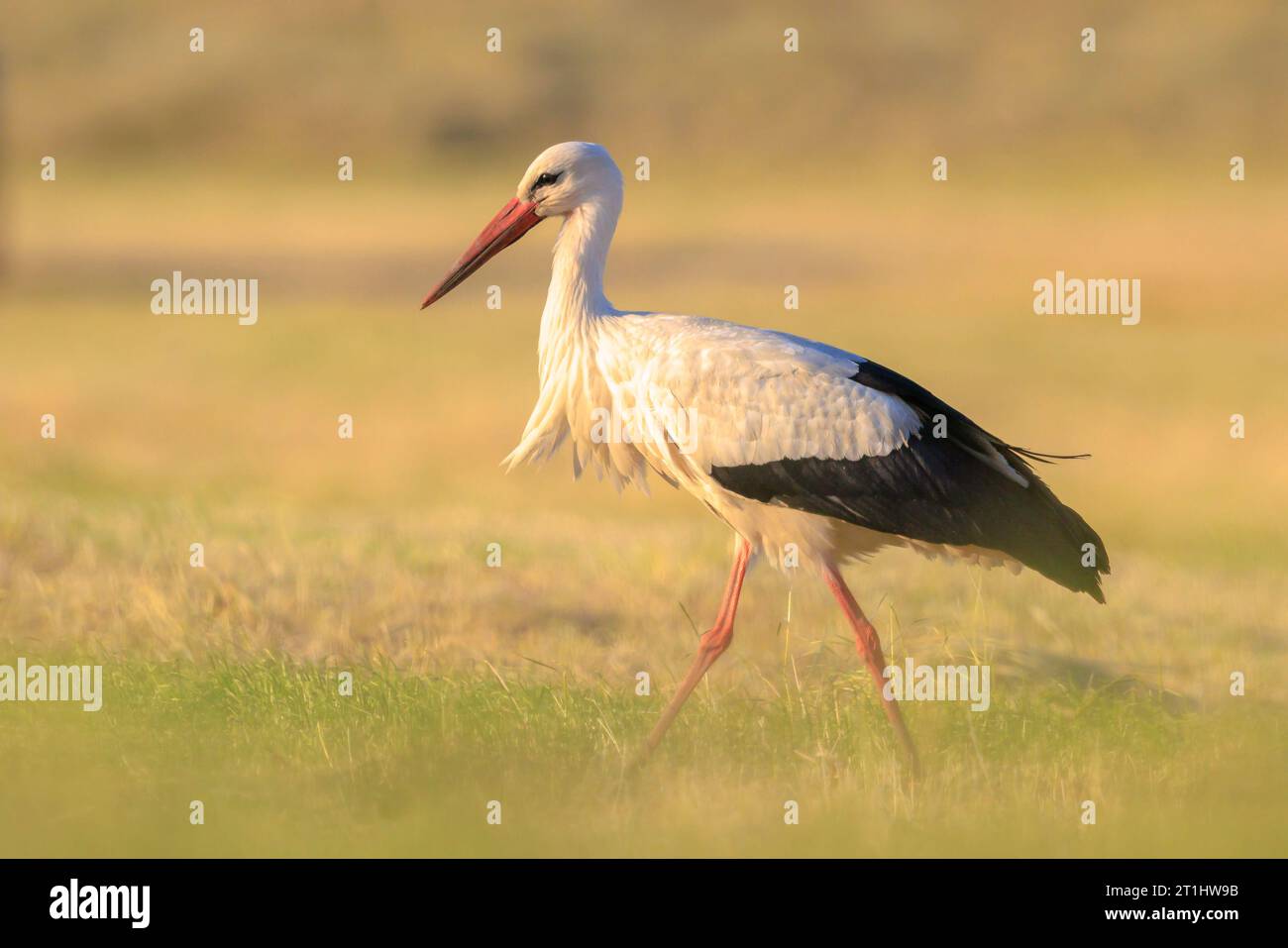Stork, Ciconia ciconia, recherche de nourriture dans l'herbe sur une rive de rivière. Banque D'Images