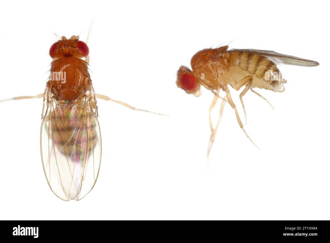 Mouche au vinaigre, mouche des fruits (Drosophila melanogaster). Insectes adultes dans divers plans. Isolé sur un fond clair. Banque D'Images