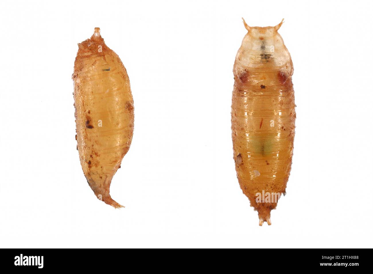 Mouche au vinaigre, mouche des fruits (Drosophila melanogaster). Pupa dans divers plans. Isolé sur un fond clair. Banque D'Images