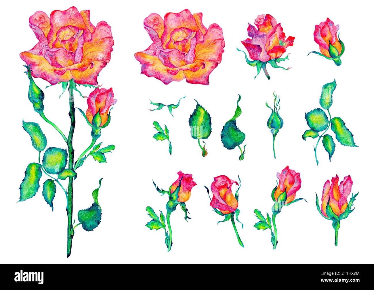 Fleurs roses. Roses, bourgeons et feuilles sur fond blanc, illustration aquarelle, clipart floral Banque D'Images