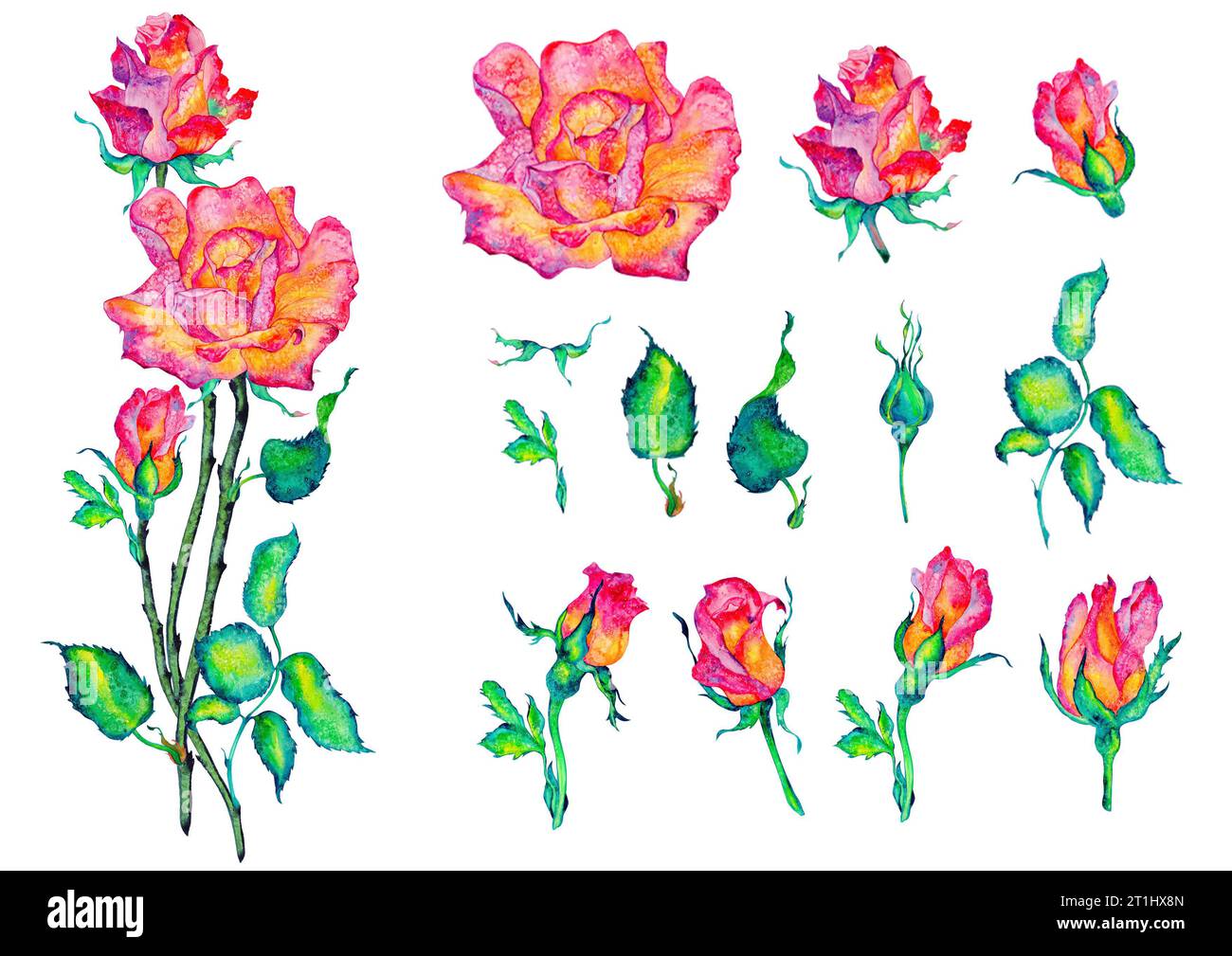 Fleurs roses. Roses, bourgeons et feuilles sur fond blanc, illustration aquarelle, clipart floral Banque D'Images