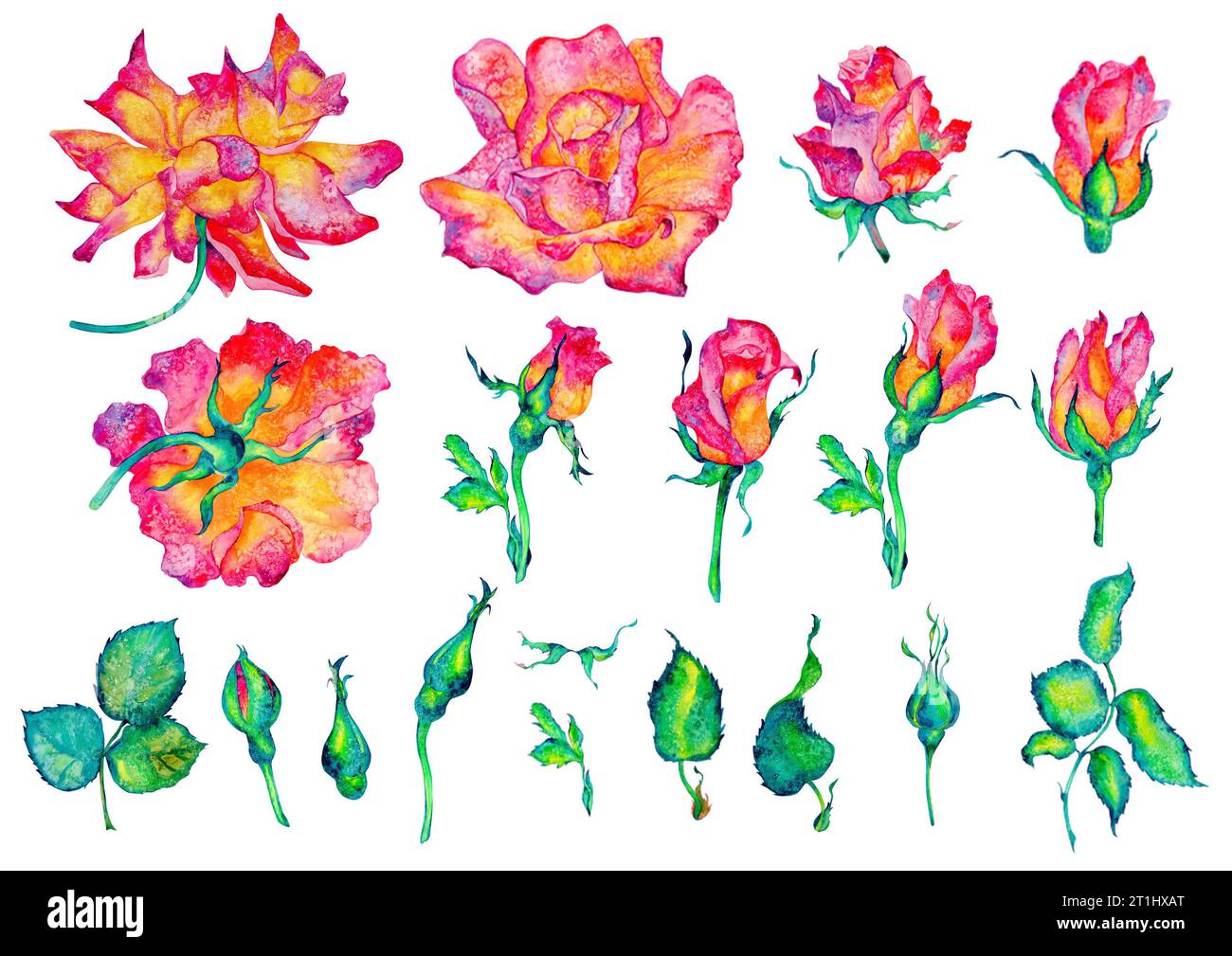 Fleurs roses. Roses, bourgeons et feuilles sur fond blanc, illustration aquarelle, clipart floral Banque D'Images
