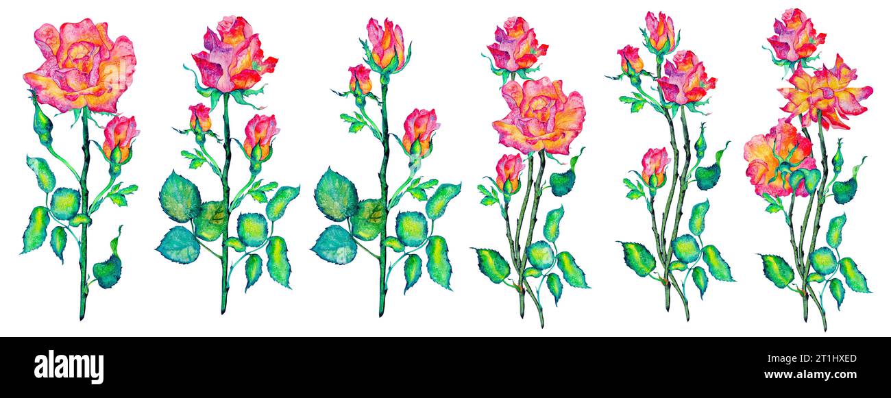 Fleurs roses. Roses, bourgeons et feuilles sur fond blanc, illustration aquarelle, clipart floral Banque D'Images