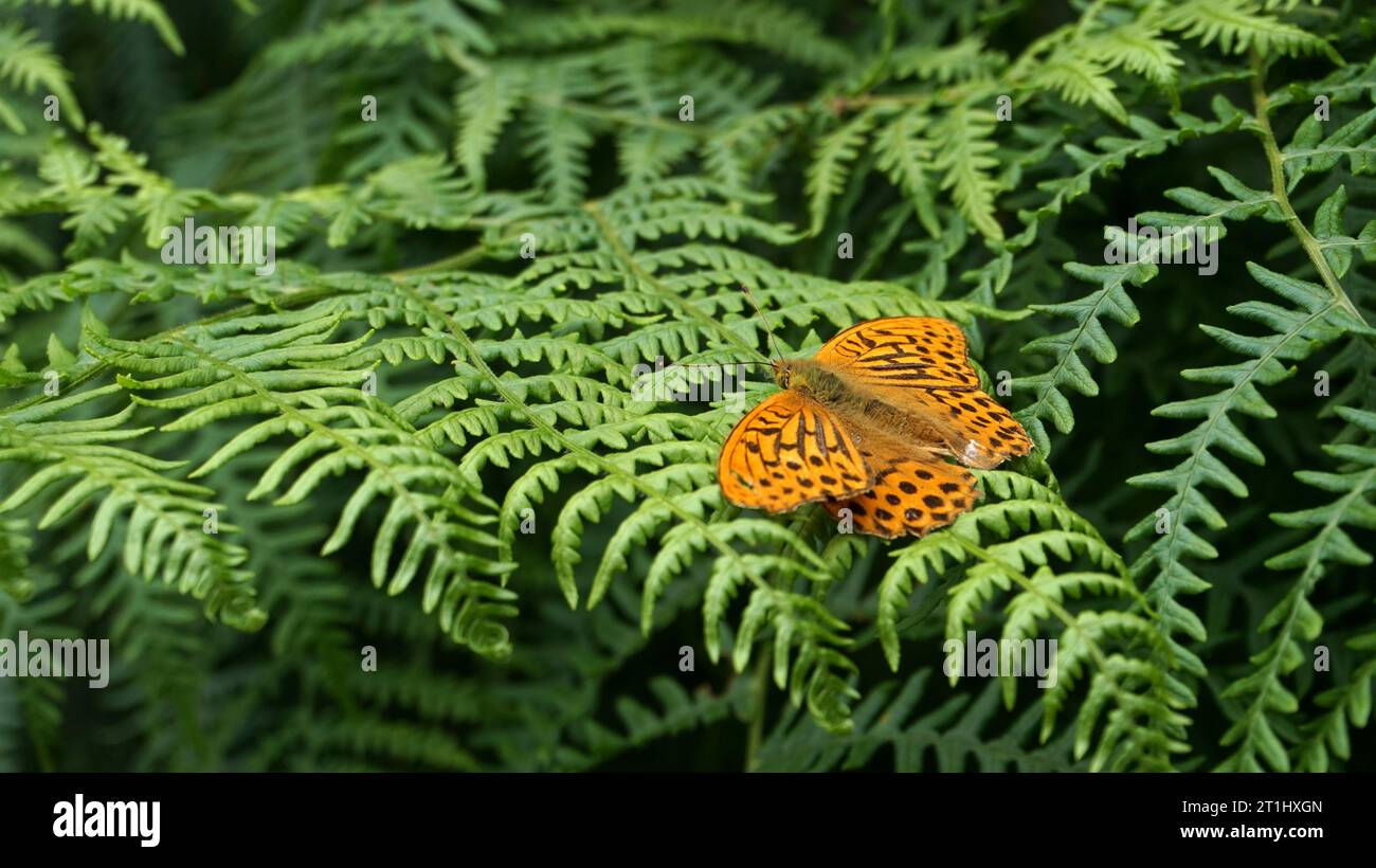 Le papillon fritillaire lavé à l'argent est orange foncé avec des taches noires sur le dessus de ses ailes. Banque D'Images