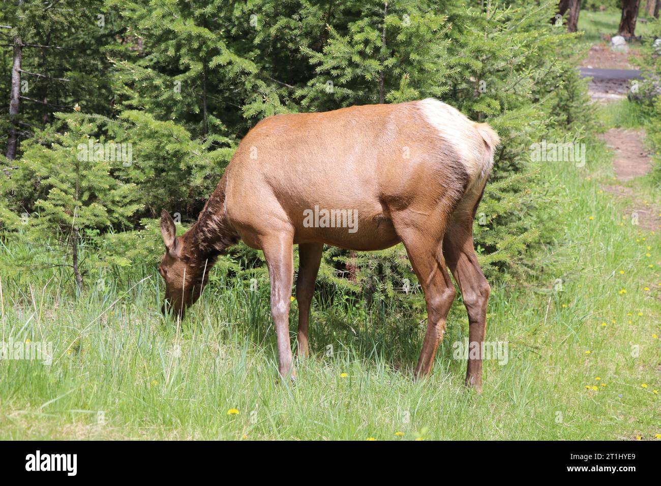 Femelle de chevreuil debout sur un pré et en pâturage, en été, parc national Jasper, Canada, (capreolus capreolus). Banque D'Images