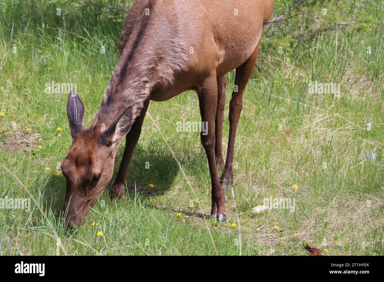 Femelle de chevreuil debout sur un pré et en pâturage, en été, parc national Jasper, Canada, (capreolus capreolus). Banque D'Images