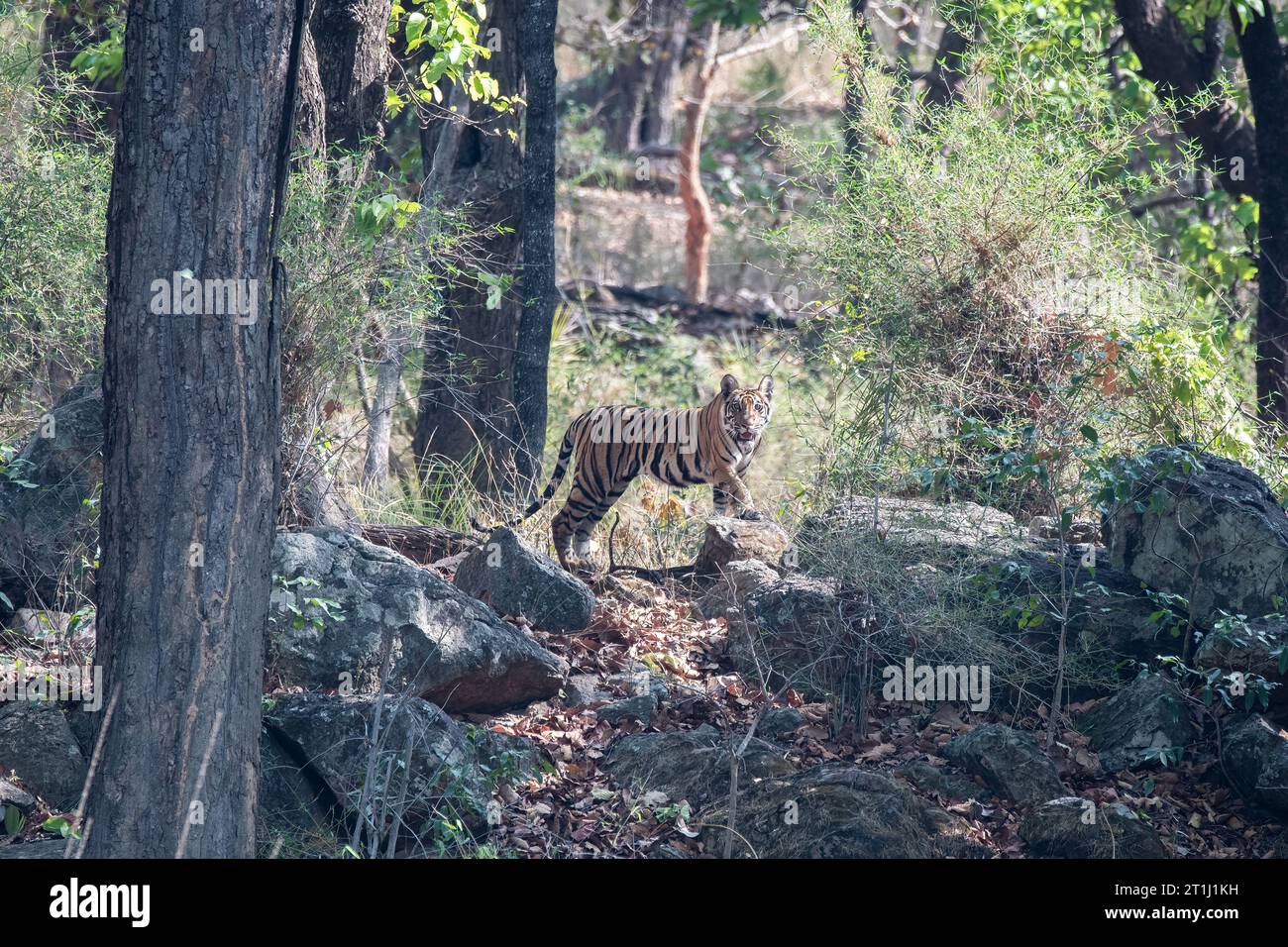 Un tigre subadulte marchant vers le point d'eau par une chaude après-midi d'été à l'intérieur de Bandhavgarh Tiger Reserve pendant le safari Banque D'Images