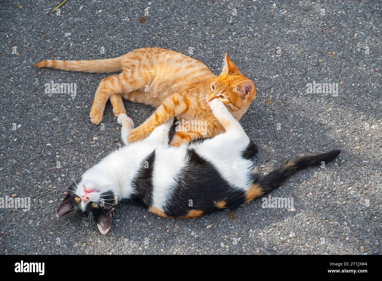 Deux chatons jouant. Banque D'Images