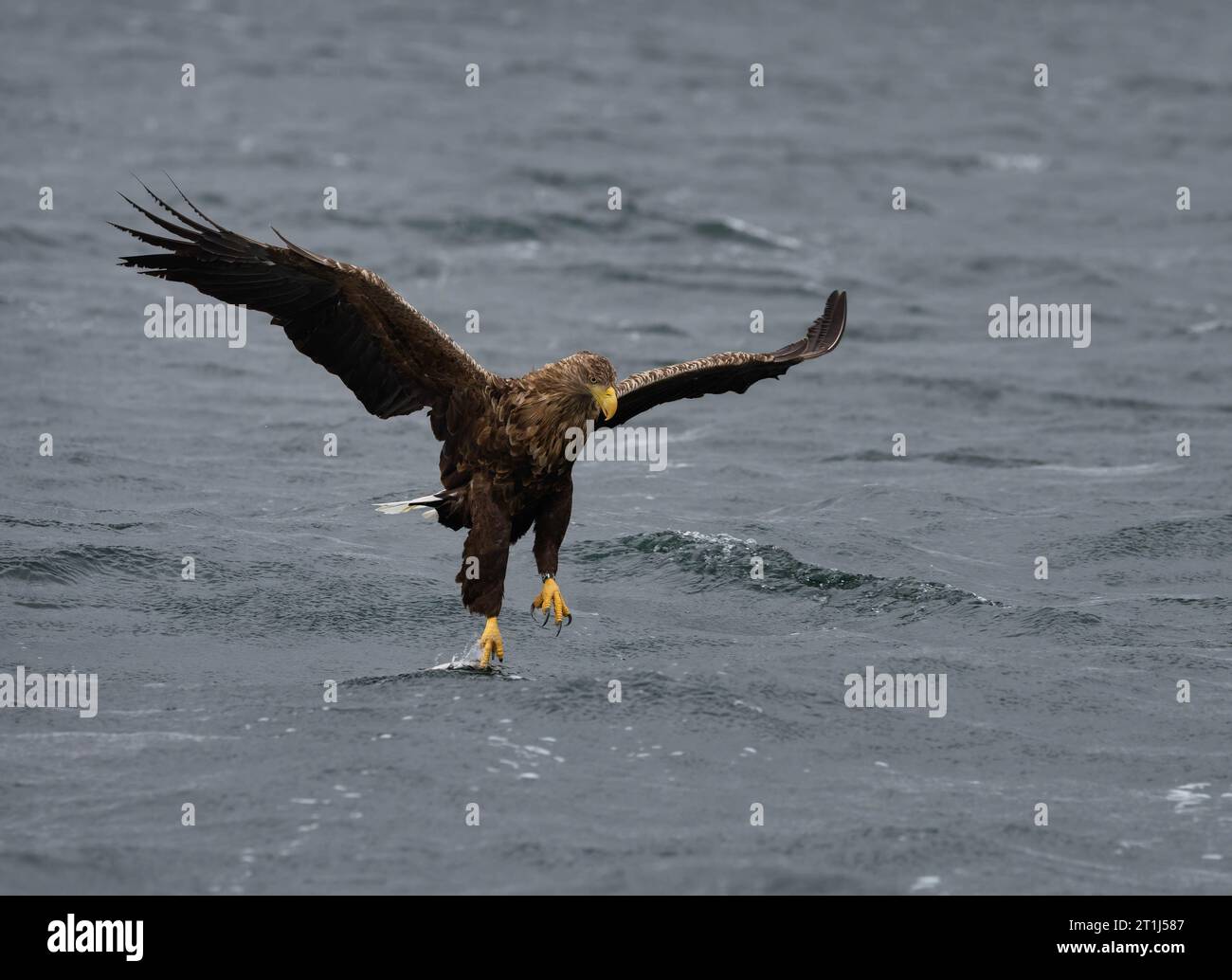 L'aigle à queue blanche va pêcher dans un Loch écossais autour des Hébrides intérieures. Écosse Banque D'Images