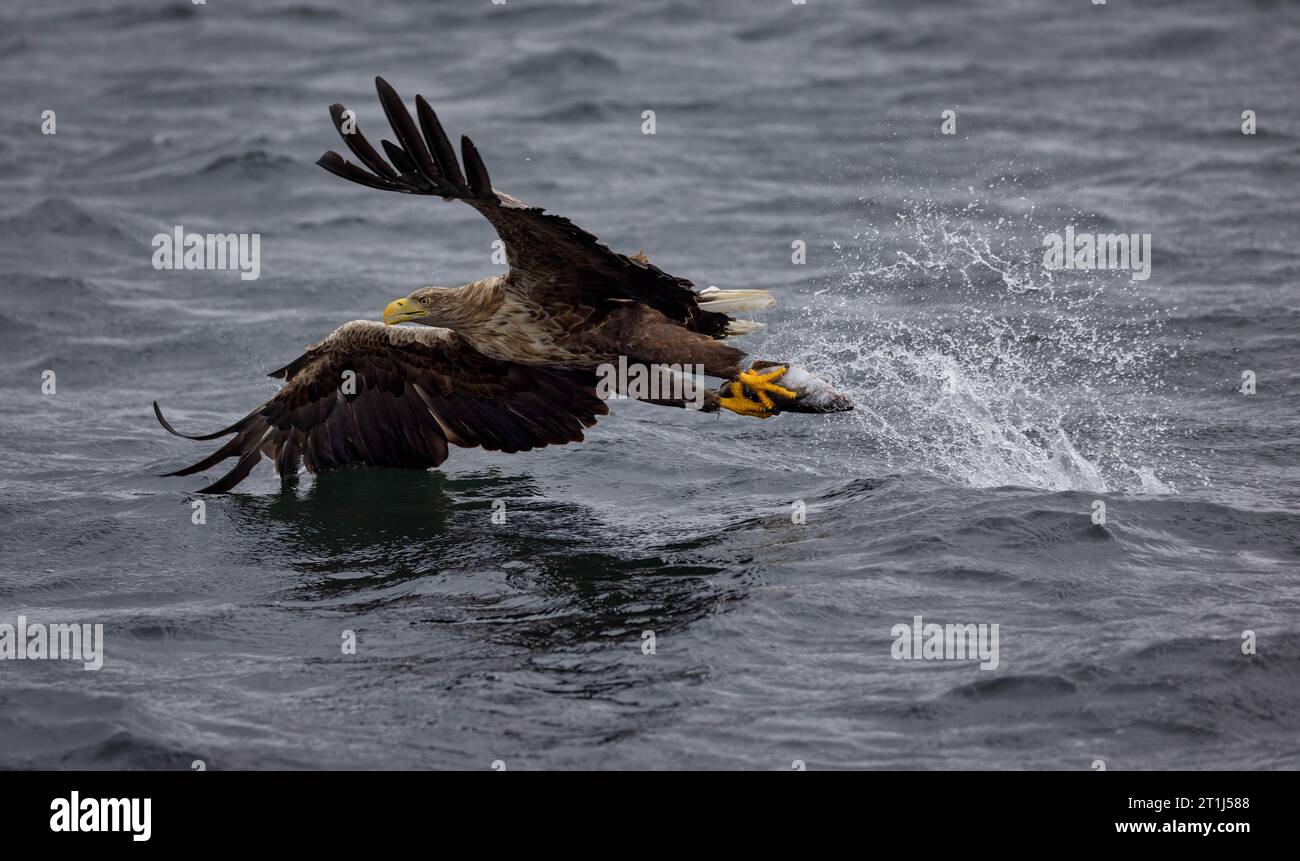 L'aigle à queue blanche va pêcher dans un Loch écossais autour des Hébrides intérieures. Écosse Banque D'Images