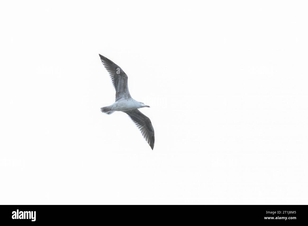 seagull survolant la mer du nord Banque D'Images