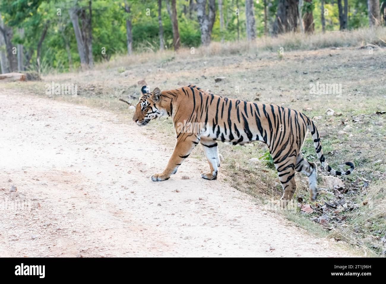 Une tigresse dominante explorant son territoire en traversant la piste de safari par une chaude après-midi d'été à l'intérieur des jungles du parc national de Pench Banque D'Images