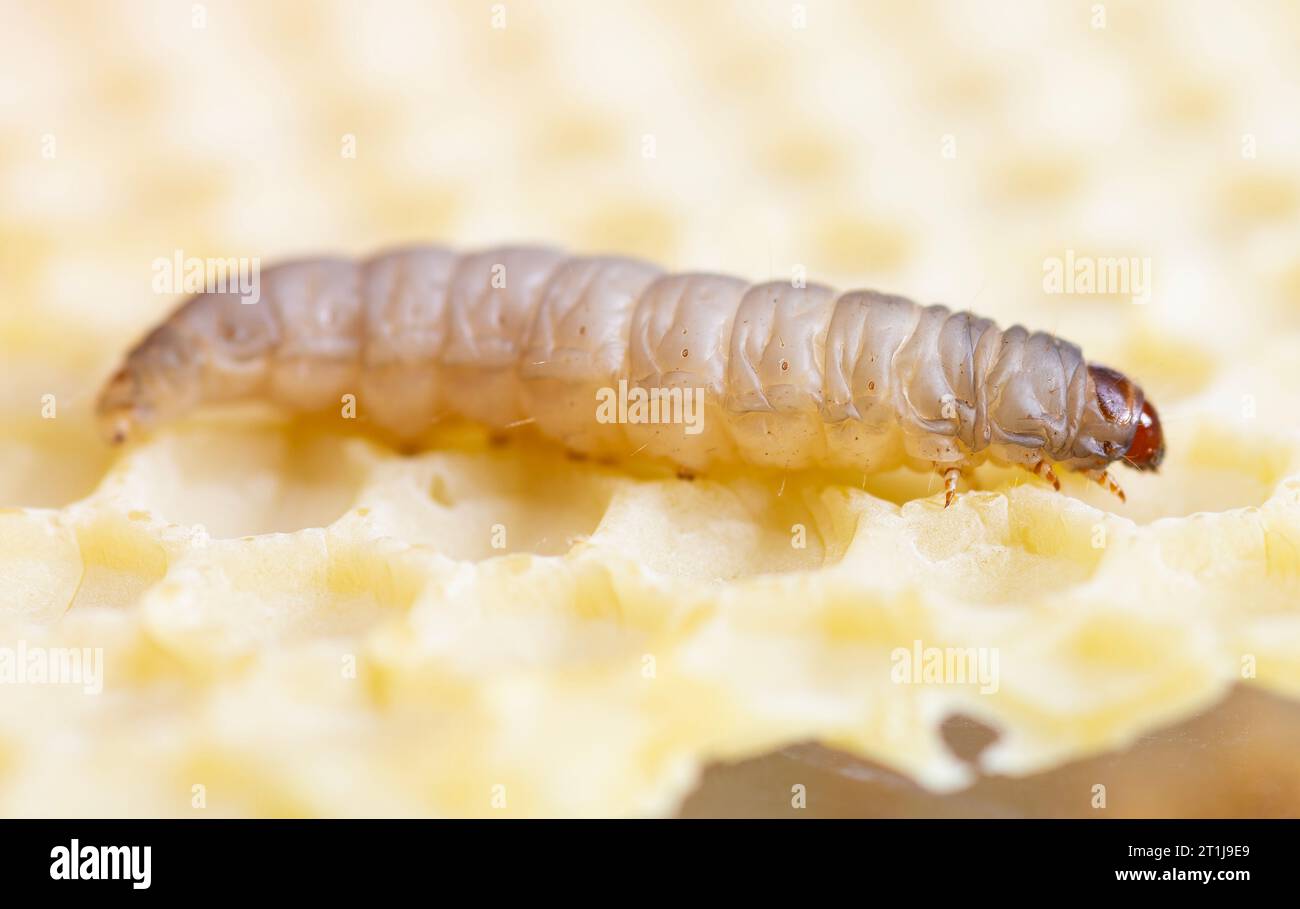 Une macro d'une teigne de cire Galleria mellonella perchée sur un nid d'abeille Banque D'Images