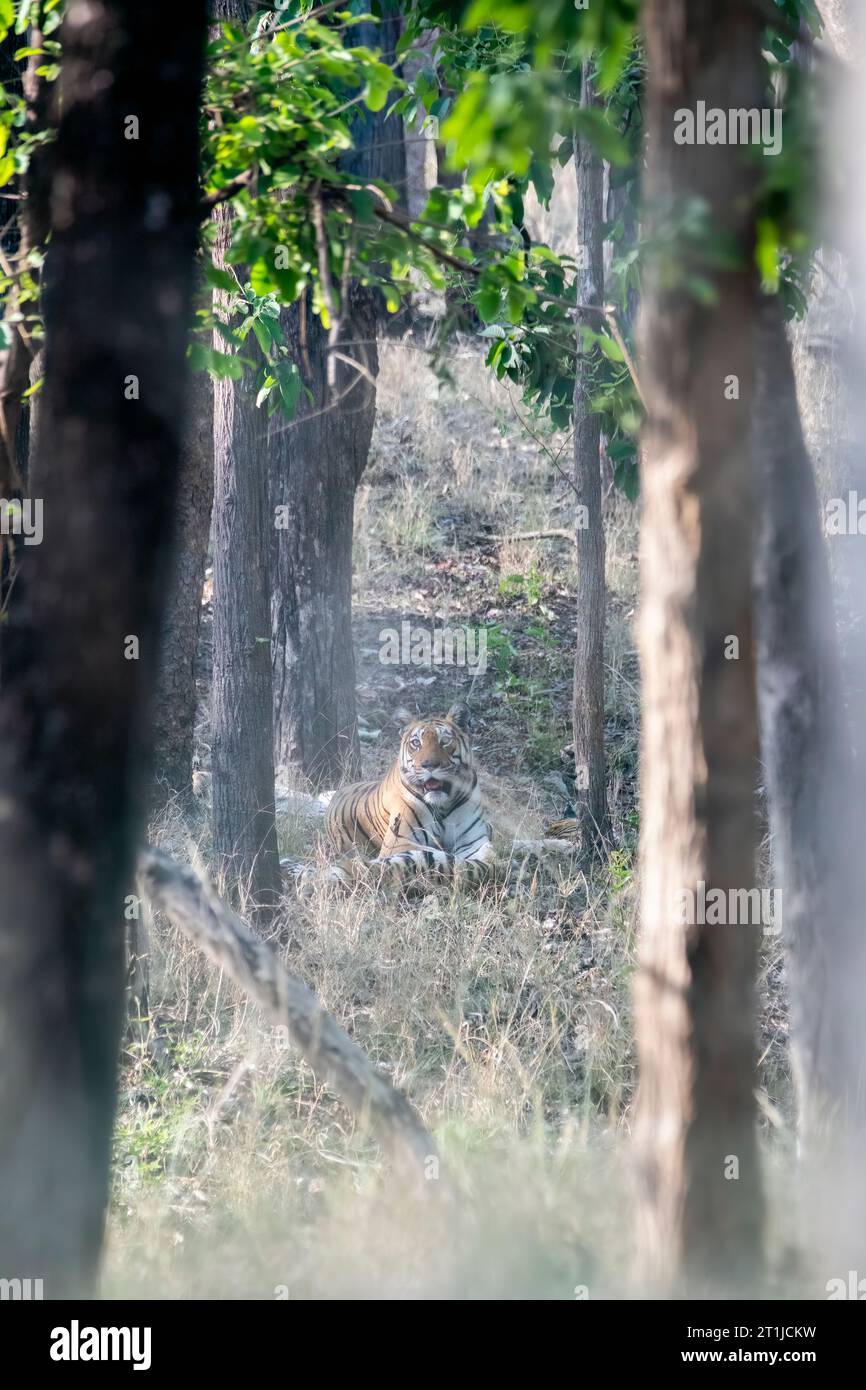 Une tigresse dominante se détendant dans les herbes épaisses lors d'un après-midi chaud d'été à l'intérieur des jungles du parc national de Pench lors d'un safari animalier Banque D'Images