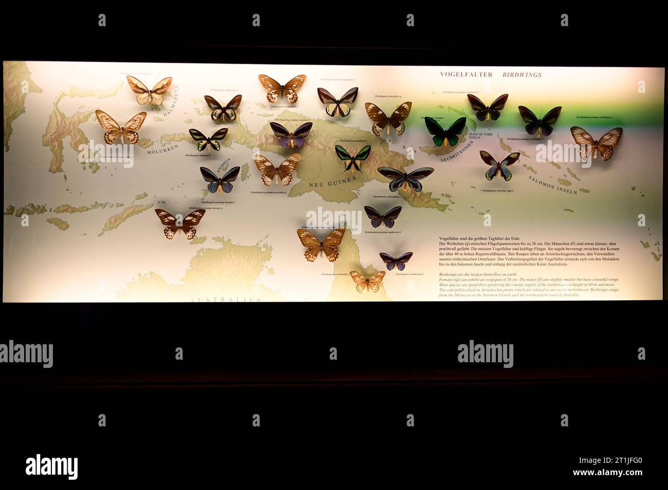 Vienne, Autriche. Carte des papillons d'oiseaux (Ornithoptera) au Musée d'Histoire naturelle de Vienne Banque D'Images
