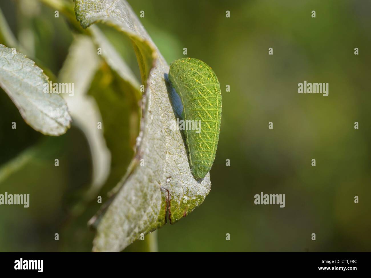 Chenille d'Iphiclides feisthamelii, ibérique rare Swallowtail Butterfly sur une feuille de pruneau. Andalousie, Espagne. Banque D'Images