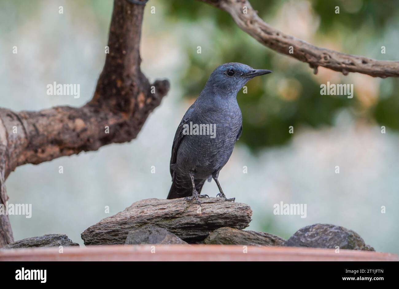 Muguet de roche bleue (monticola solitarius) visite d'un bain d'oiseaux, boire dans un jardin, Andalousie, Espagne. Banque D'Images
