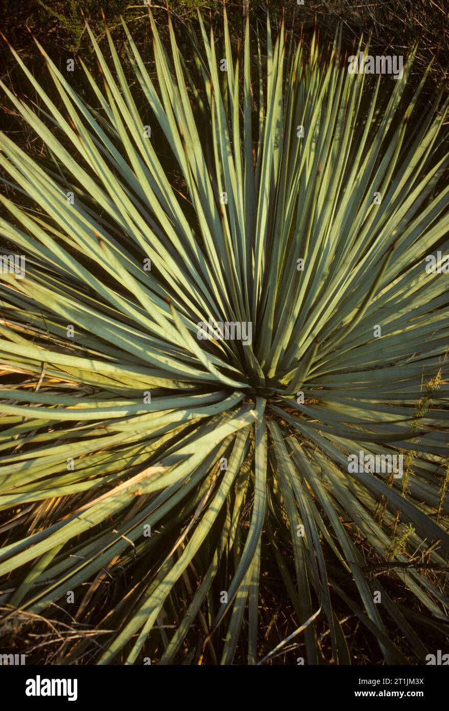 Nolina le long sentier de montagne Echo, Angeles National Forest, Californie Banque D'Images