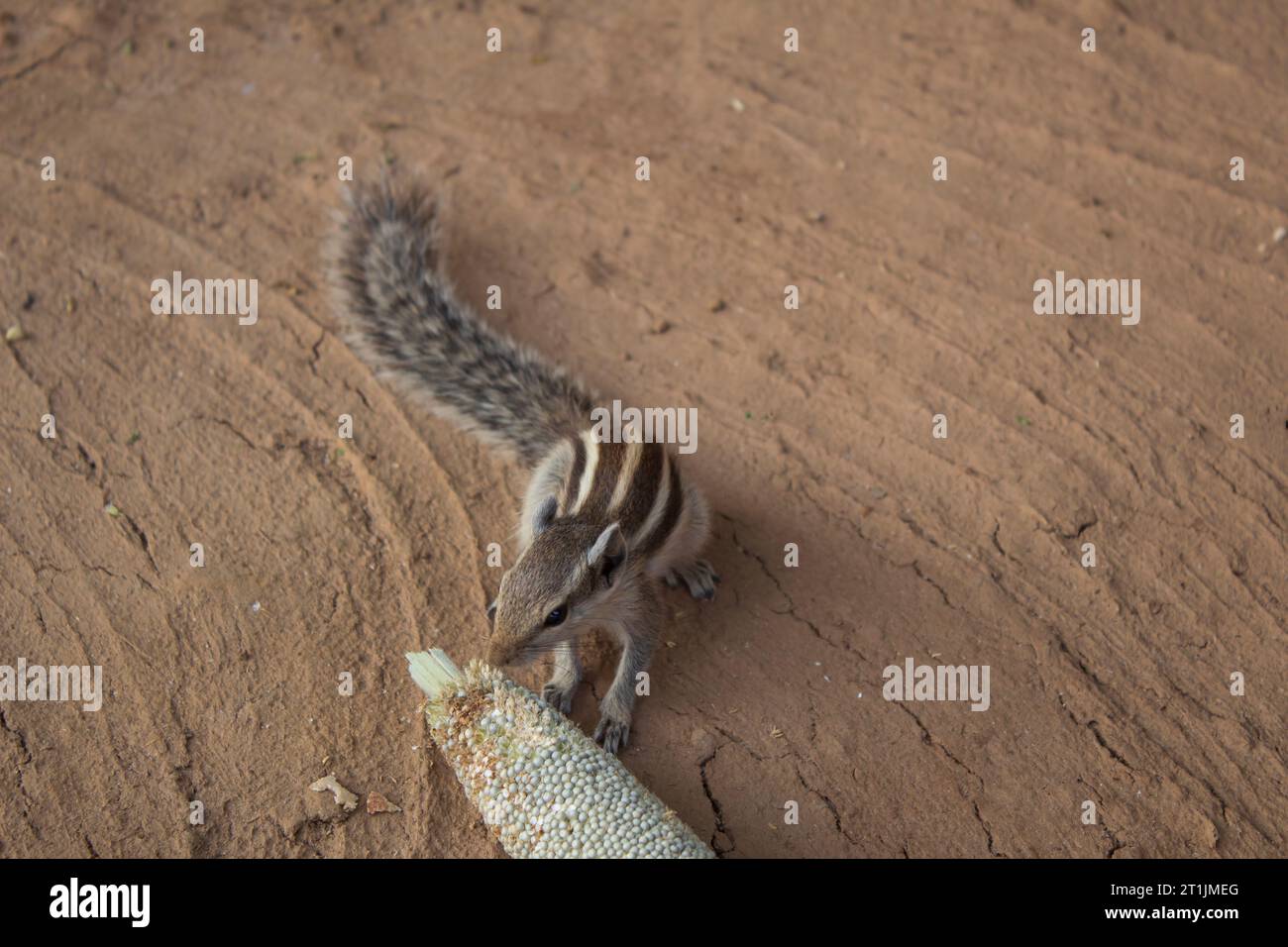 Écureuil mangeant du millet d'une oreille de millet couchée sur le sol Banque D'Images