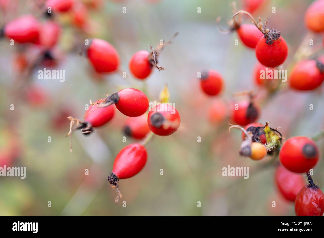 Hanches roses sur un buisson de hanche rose en automne Banque D'Images