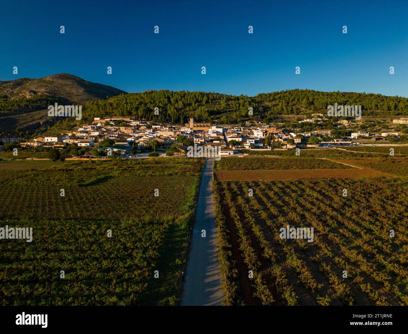 Les champs de vignes dans le village de Lliber, Costa Blanca, Espagne - stock photo Banque D'Images