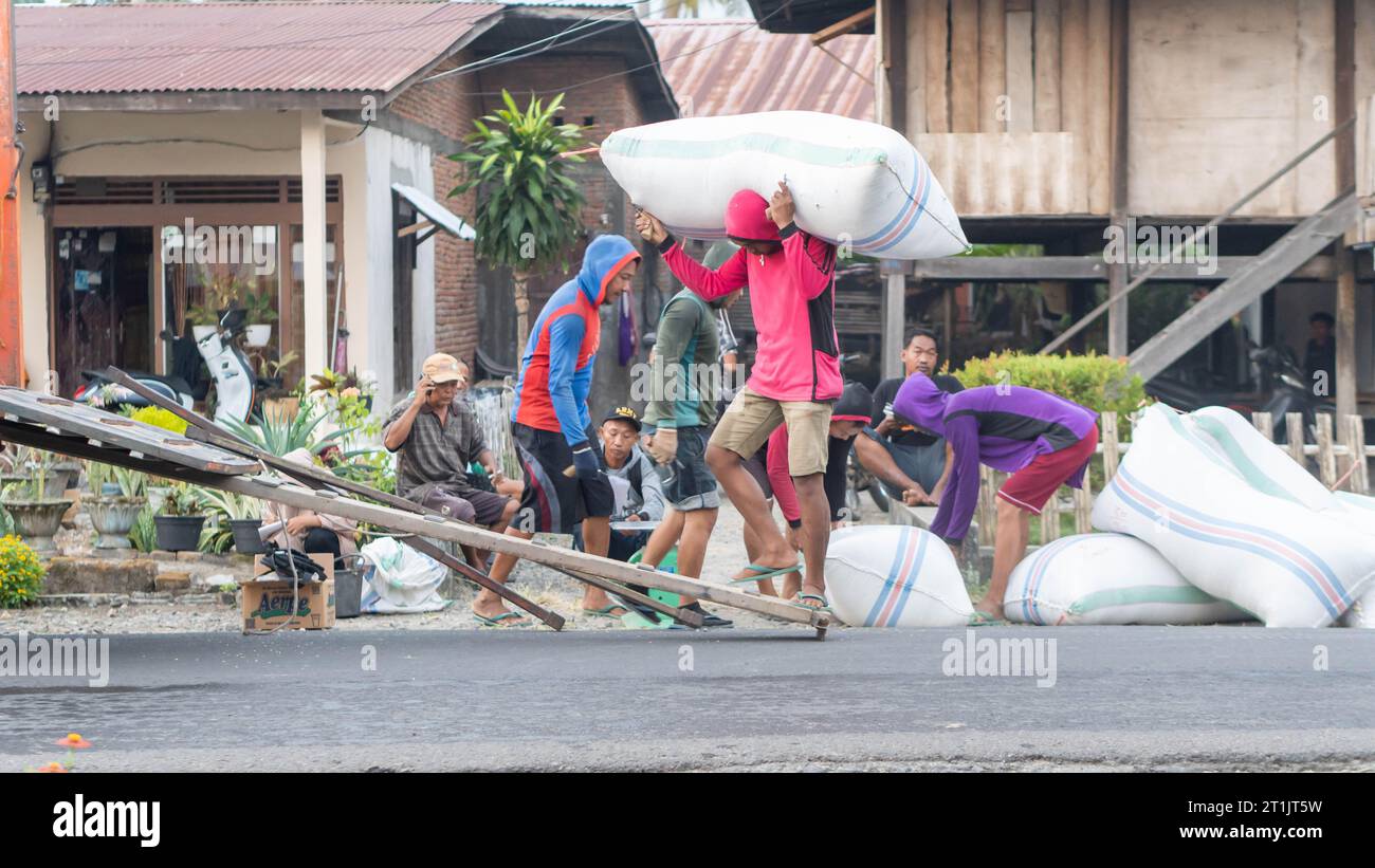 Pinrang Indonésie, 14 octobre 2023 : récolte des céréales des agriculteurs dans des sacs achetés par des commerçants, après-midi dans le village de Masolo Pinrang, agriculteurs indonésiens Banque D'Images