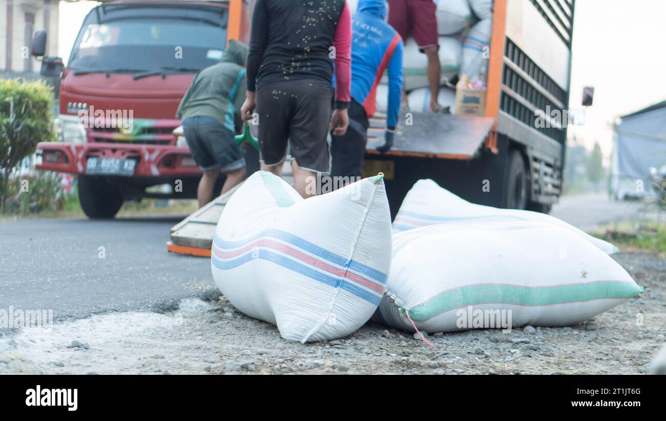 Pinrang Indonésie, 14 octobre 2023 : récolte des céréales des agriculteurs dans des sacs achetés par des commerçants, après-midi dans le village de Masolo Pinrang, agriculteurs indonésiens Banque D'Images