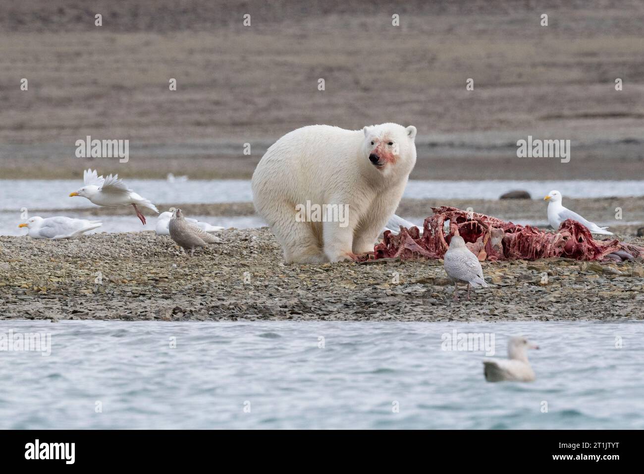 Canada, Nunavut, Baie de Coningham. Ours polaire se nourrissant d'une carcasse de béluga. Banque D'Images