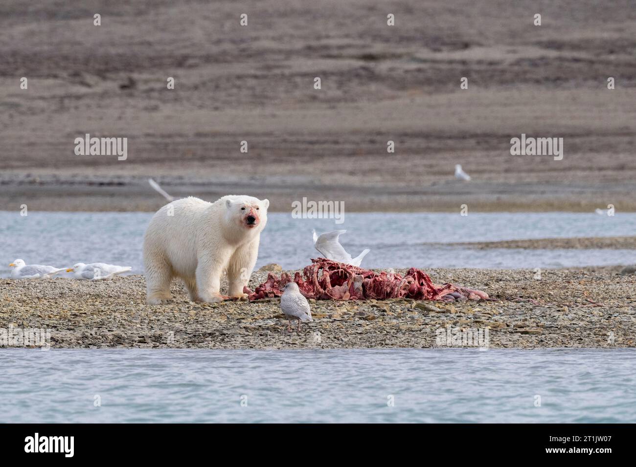 Canada, Nunavut, Baie de Coningham. Ours polaire se nourrissant d'une carcasse de béluga. Banque D'Images