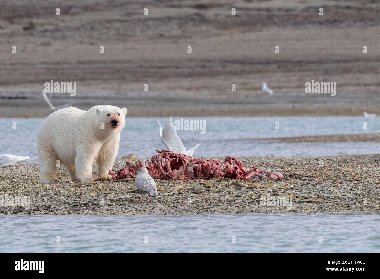 Canada, Nunavut, Baie de Coningham. Ours polaire se nourrissant d'une carcasse de béluga. Banque D'Images