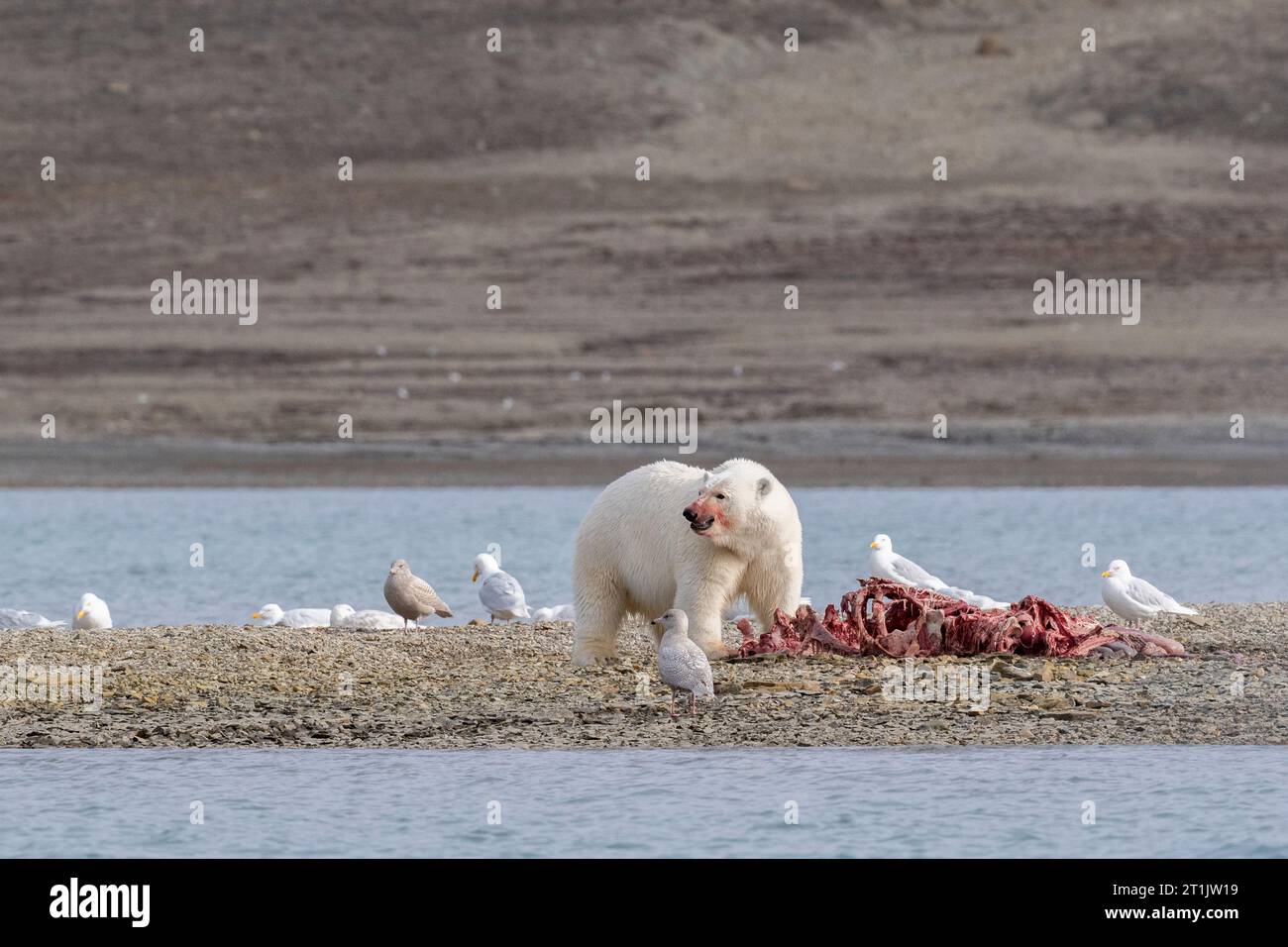 Canada, Nunavut, Baie de Coningham. Ours polaire se nourrissant d'une carcasse de béluga. Banque D'Images