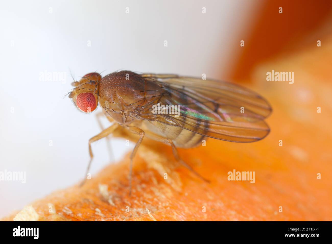 Mouche des fruits ou mouche au vinaigre (Drosophila melanogaster) sur des épluchures de carottes. Banque D'Images