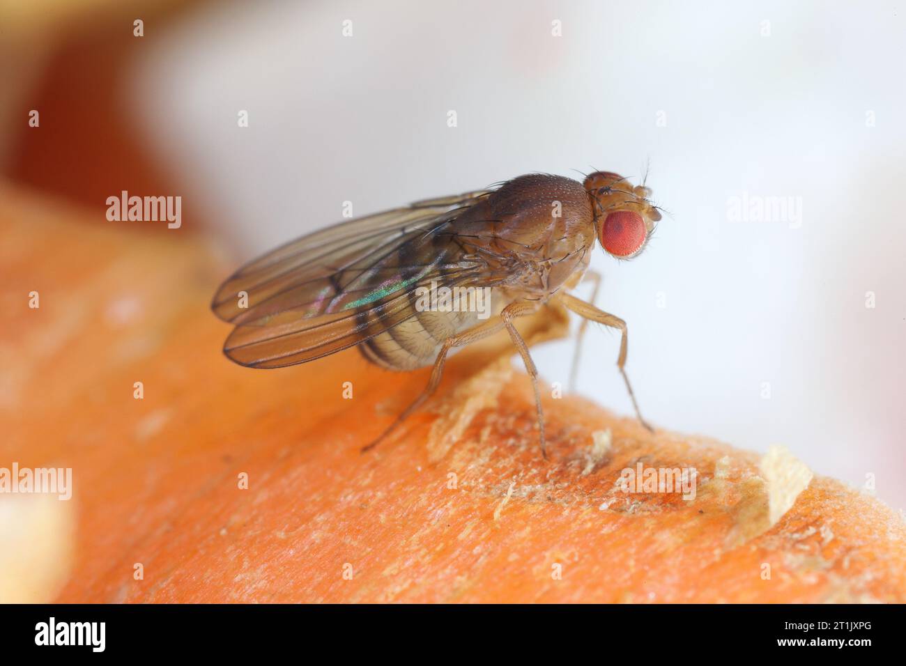 Mouche des fruits ou mouche au vinaigre (Drosophila melanogaster) sur des épluchures de carottes. Banque D'Images
