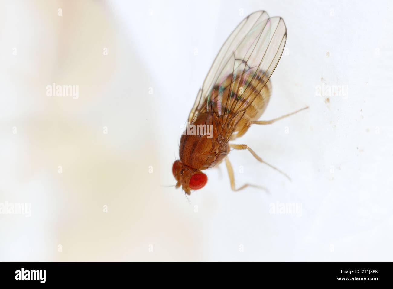 Drosophila melanogaster fruit fly extreme close up macro Banque D'Images