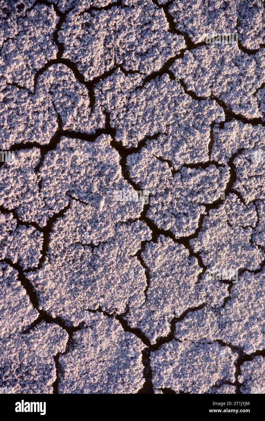 Lac de soude télévision saline, Carrizo Plain National Monument (Californie) Banque D'Images