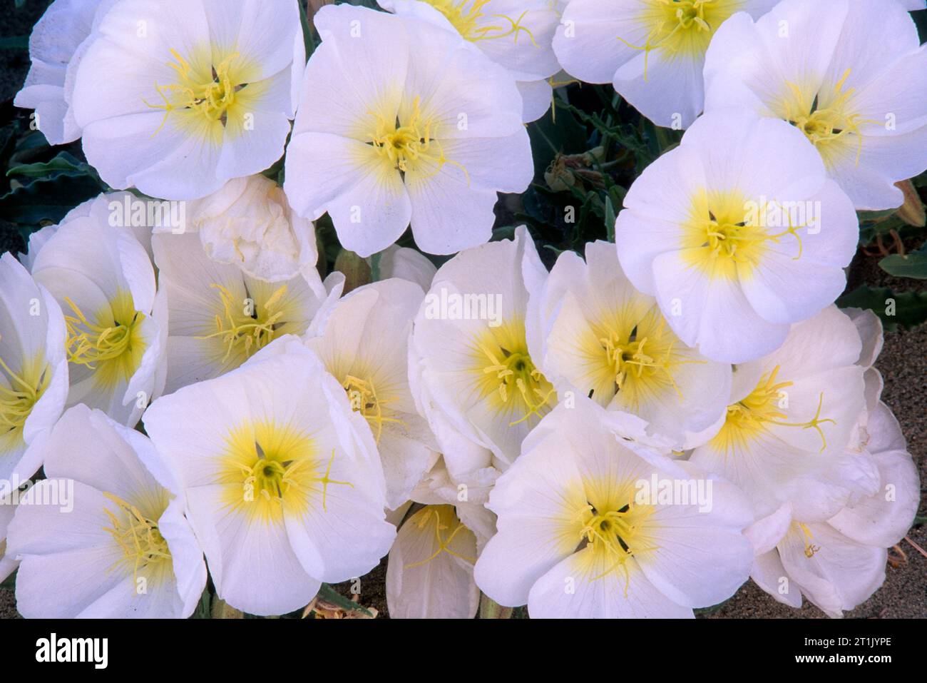 Onagre du désert (Oenothera deltoides), Saddleback Butte State Park, Californie Banque D'Images