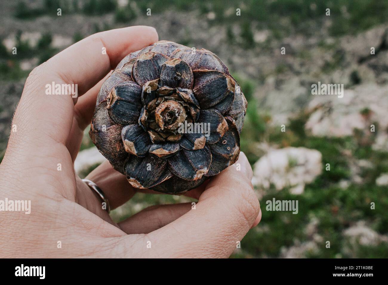 Cône de cèdre frais à la main. Endroit où le cône est attaché à une branche d'arbre. Pommes de pin résineuses dans la nature pendant la saison de récolte de noix. Une source de Be Banque D'Images