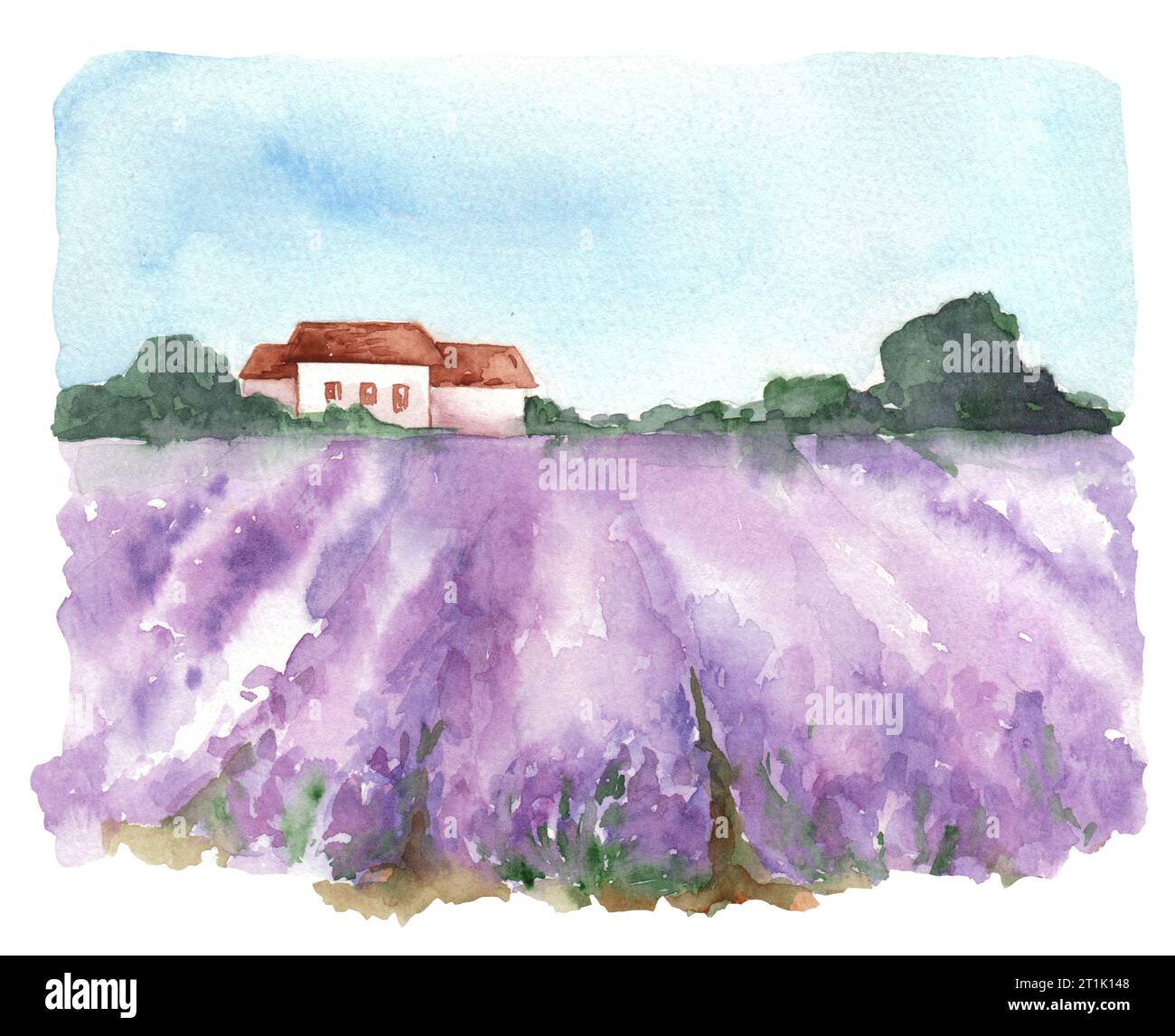Illustration à l'aquarelle de beaux champs de lavande. Peinture de paysage avec des collines, des maisons, des plantes, des arbres, des rangées de fleurs de lavande, des terres agricoles et bl Banque D'Images