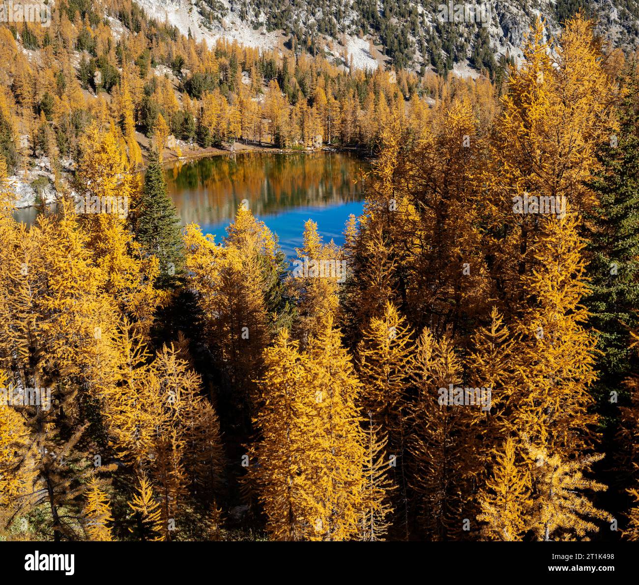 WA24586-00....WASHINGTON - Mélèze et lac Cooney dans la forêt nationale de Wenatchee Okanogan. Banque D'Images