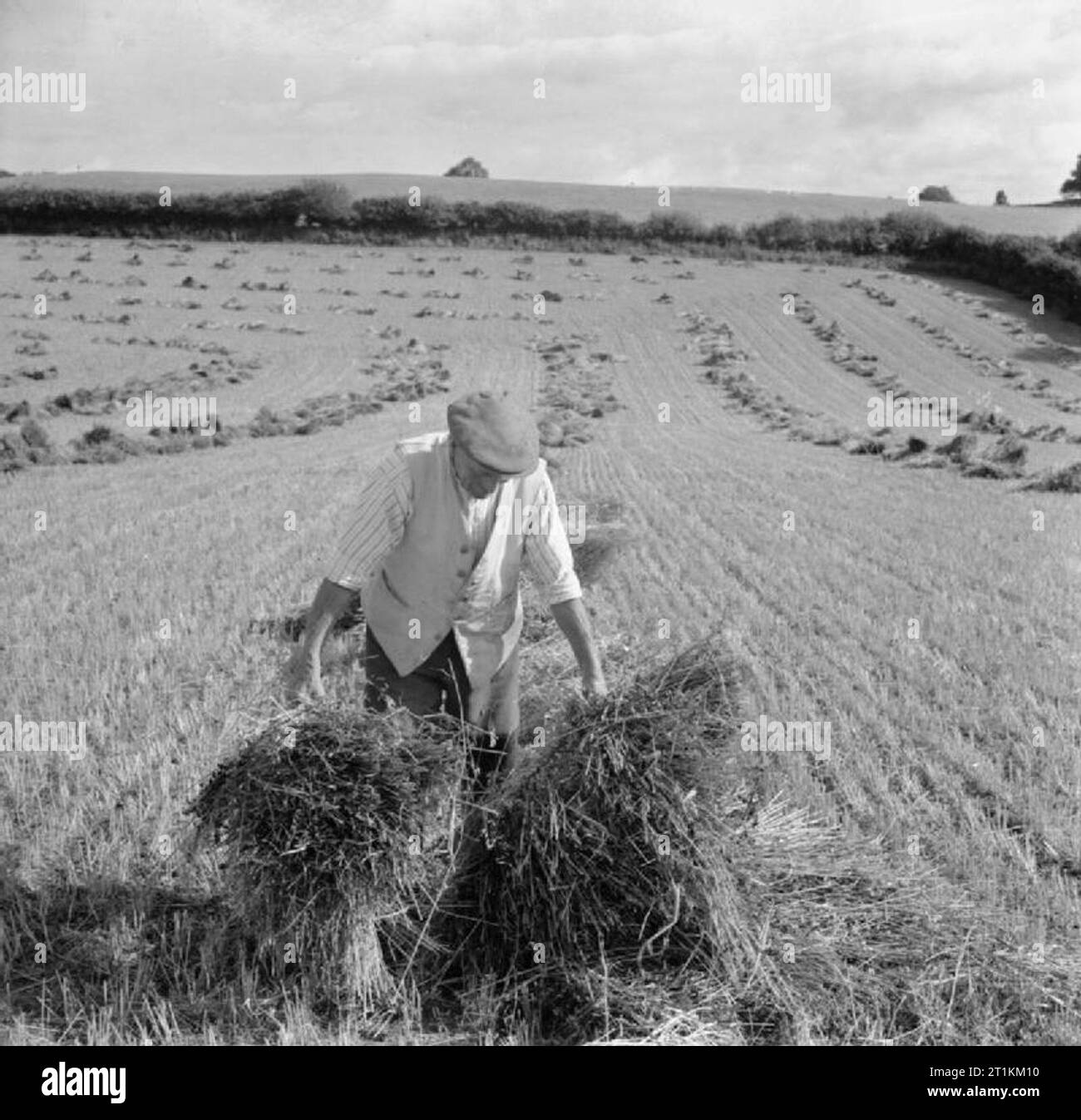 La récolte au Mont Barton, Devon, Angleterre, 1942 80 ans William Goss, un travailleur agricole sur Ralph Hoare's Mount Barton Farm, organise les meules de l'avoine dans un grand champ au moment de la récolte, probablement à l'amarrer creux. Banque D'Images
