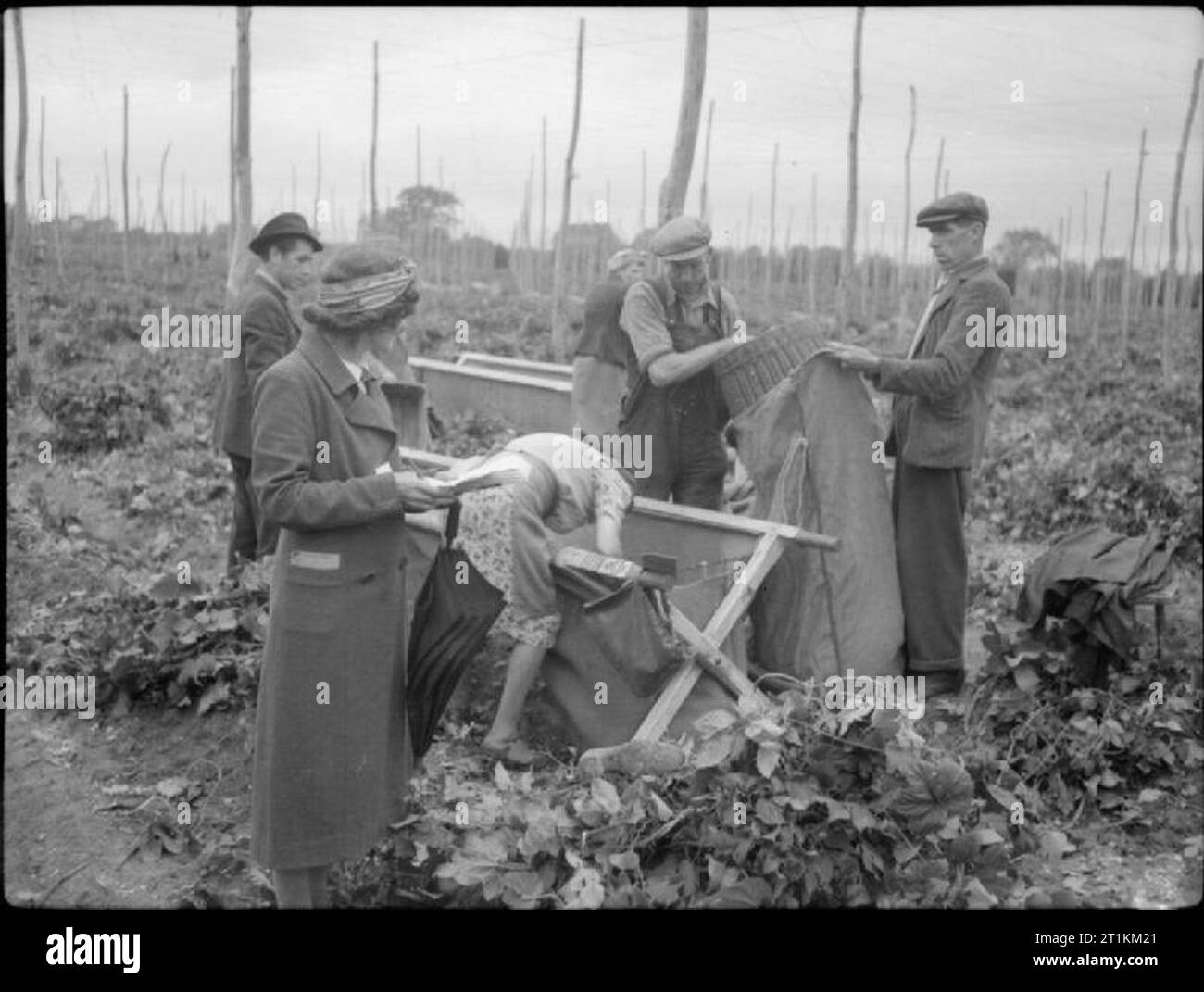 L'autre dans le Kent- Hop-picking in Yalding, Kent, Angleterre, RU, 1944 sur un hop farm dans Yalding, Kent, un groupe de cueilleurs de houblon vider le contenu d'une grande toile bin (dans lequel les cônes de houblon fraîchement cueillies ont été placés) dans un sac, avec l'aide d'un panier. Mme Hicks (premier plan à gauche), dont le travail consiste à mesurer et livre les quantités cueillies, les regarde. Dans l'arrière-plan, les rangées de piquets et de fils qui ont été utilisés pour cultiver le houblon peut être vu s'étendant au loin dans la distance. Banque D'Images
