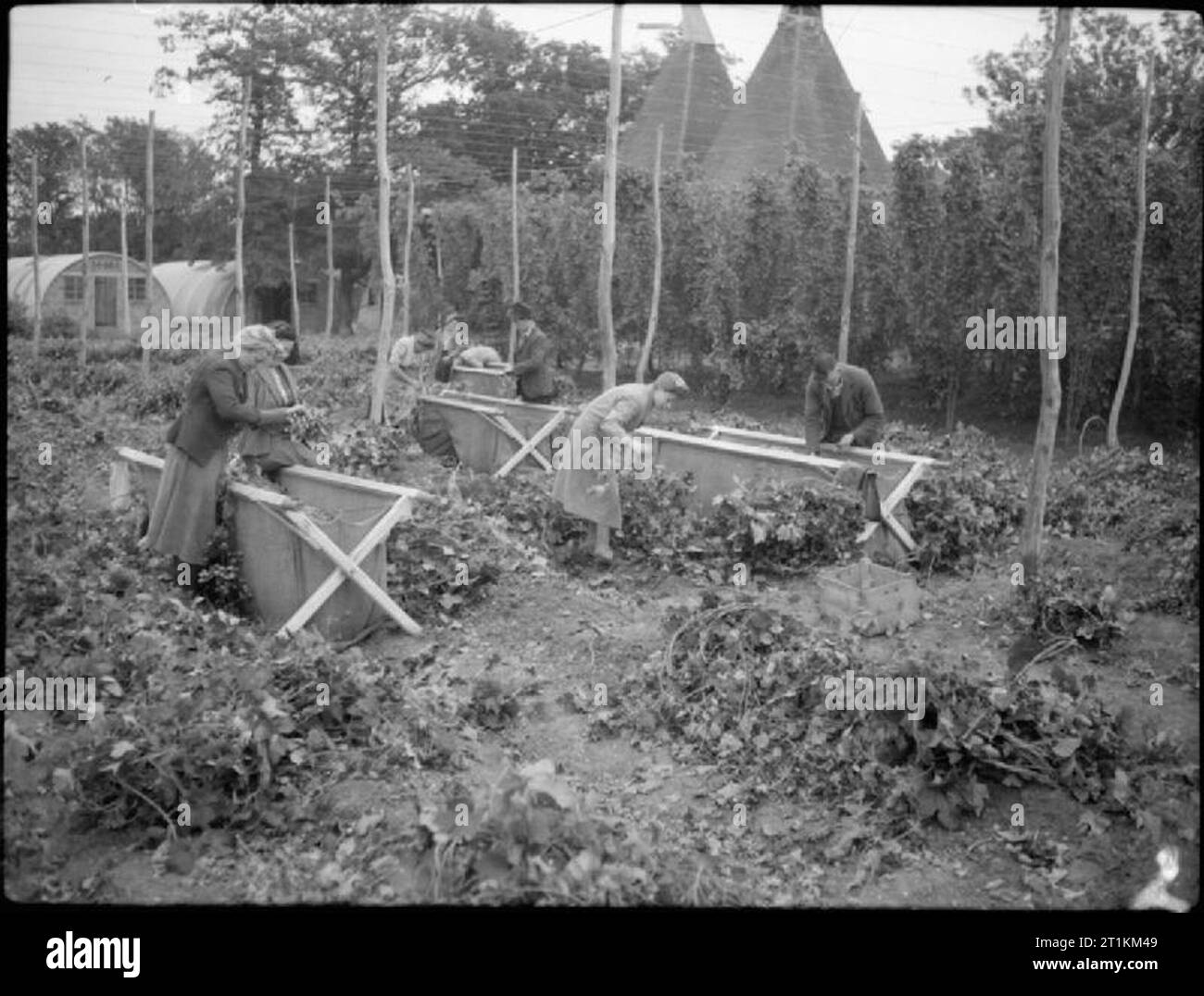 L'autre dans le Kent- Hop-picking in Yalding, Kent, Angleterre, RU, 1944 Un groupe de cueilleurs de houblon éclaircir après une journée de cueillette dans une ferme de Yalding, Kent. Ils vérifient par les vignes à s'assurer que tous les cônes ont été retirés et placés dans la grande toile des bacs dans le domaine. Dans l'arrière-plan, certains des huttes dans lesquelles ces prélèvement sont d'un séjour peut être vu, et le dessus des deux maisons oast peut aussi être clairement vu. Banque D'Images