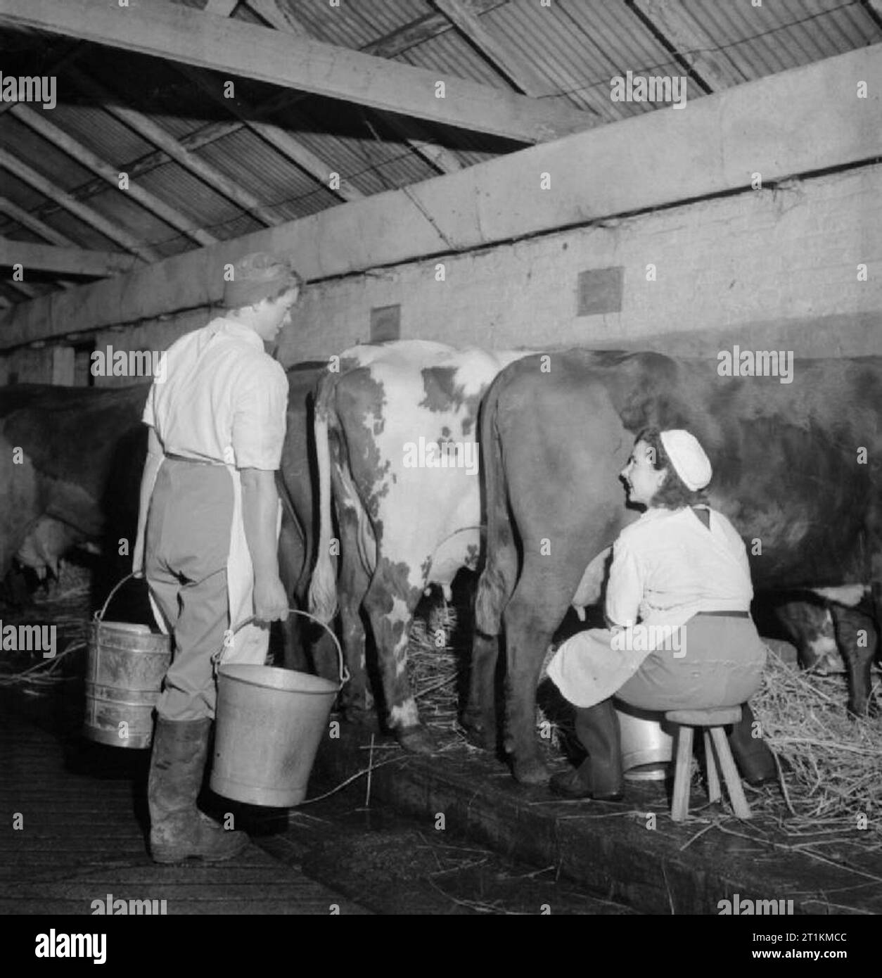 Landgirl- le jour de la vie quotidienne et de l'Agriculture dans le West Sussex, Angleterre, RU, 1944 Terre de 29 ans fille Rosalind Cox (à gauche) porte des seaux de lait dans la laiterie sur la ferme de M. Tupper à Bignor dans le Sussex, comme son collègue Newmarch Helen est assise sur un tabouret au lait 'Cléopâtre'. Le bétail voici les vaches shorthorn. Helen est de Worthing et était un raccourci dactylo avant de rejoindre l'Armée de terre. Banque D'Images