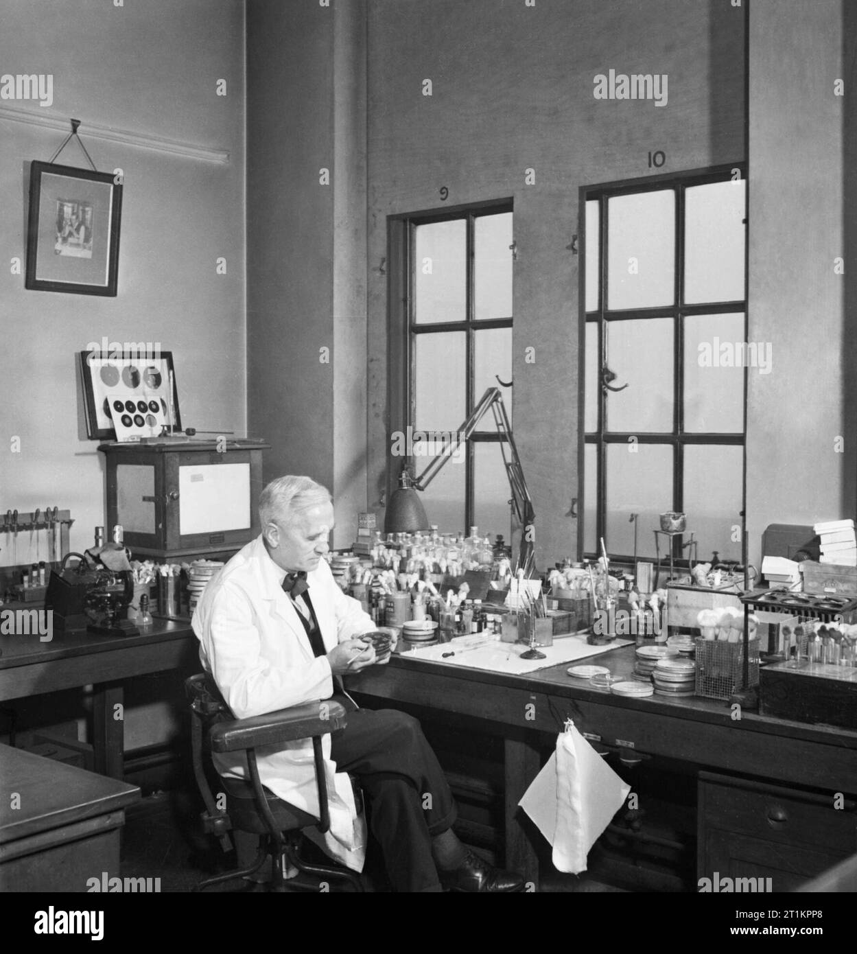 Le professeur Alexander Fleming au travail dans son laboratoire au St Mary's Hospital, Londres, pendant la Seconde Guerre mondiale. Le professeur Alexander Fleming au travail dans son laboratoire à l'Hôpital St Mary de Londres. Quatorze ans après sa découverte de la pénicilline, il est encore en train d'enquêter sur l'effet de la drogue sur les bactéries. Banque D'Images