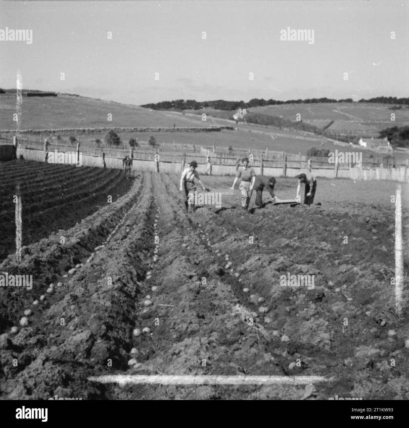 En temps de guerre les Scillies- la vie quotidienne sur les îles Scilly, 1941 Quatre membres de la Women's Land Army (WLA) planter des pommes de terre dans un champ sur les pentes inférieures de la colline des ailettes, Îles Scilly Tresco, 1941. Derrière eux peut être vue collines, champs et maisons de la ville de Dauphin. Banque D'Images