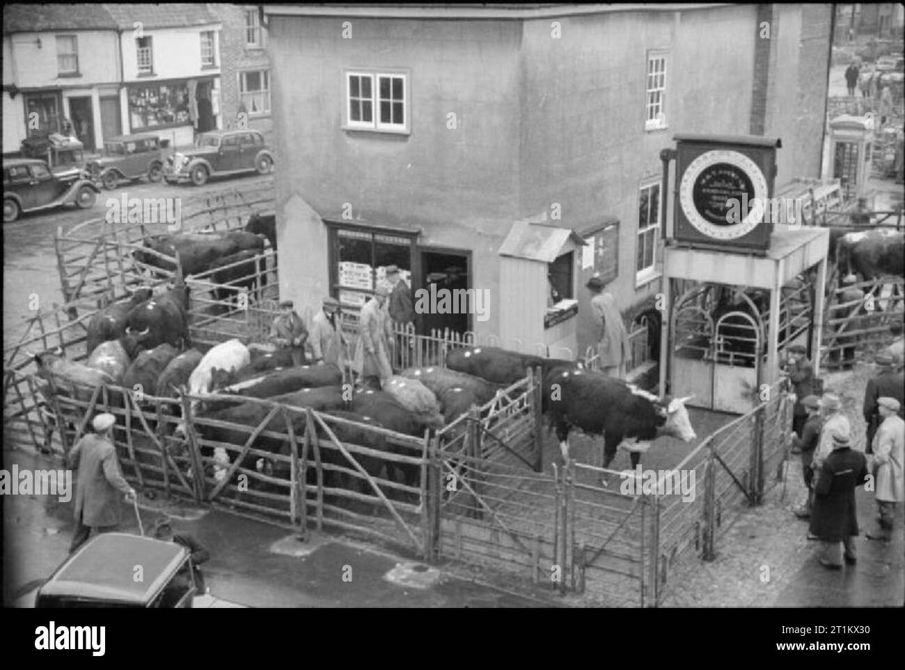L'automne sur une ferme, l'Agriculture en Grande-Bretagne, 1941 Les bovins sont pesés sur le pont-bascule à Thame marché. Ils sont ensuite inspectées par année qui décident si le bétail est gras ou maigre. Les voitures peuvent être vu garé en arrière-plan. Banque D'Images