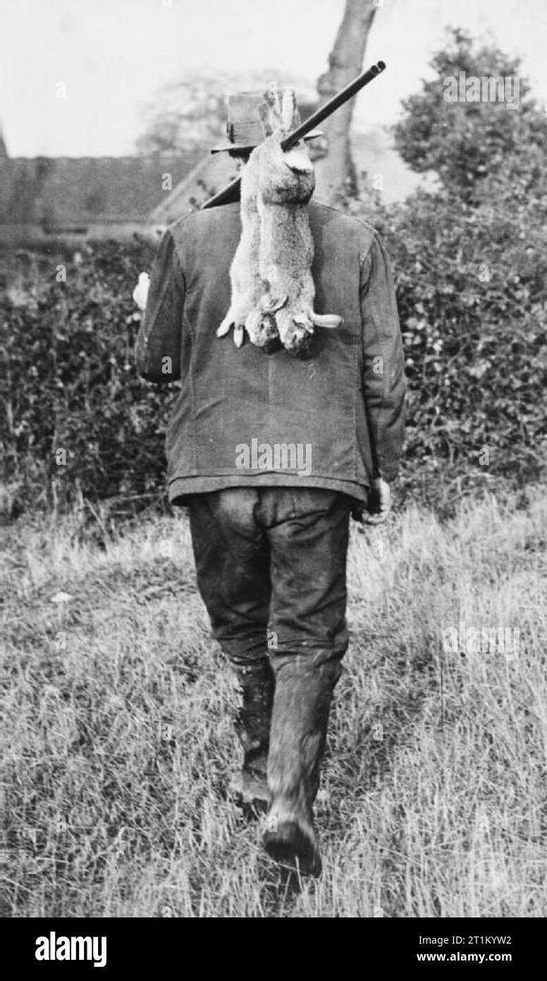 L'agriculture en Grande-Bretagne, 1941 Un fermier, avec deux lapins morts accrochée à son fusil sur son dos. En temps de guerre, les lapins ont été indispensables pour une alimentation à base de viande. Banque D'Images